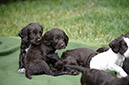 %_tempFileNameO-Wurf%20Woche%206%20(55)%