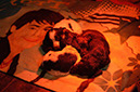%_tempFileNameO-Wurf%20Woche%206%20(56)%