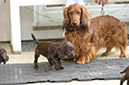 %_tempFileNameO-Wurf%20Woche%206%20(75)%