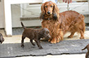%_tempFileNameO-Wurf%20Woche%206%20(76)%
