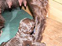 L-Wurf Katzenbeissers 080