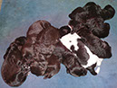 L-Wurf-Katzenbeisser-2012-04-15-006